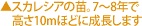 �X�J���V�A�̕c�B7�`8�N�ō���10m�قǂɐ������܂�