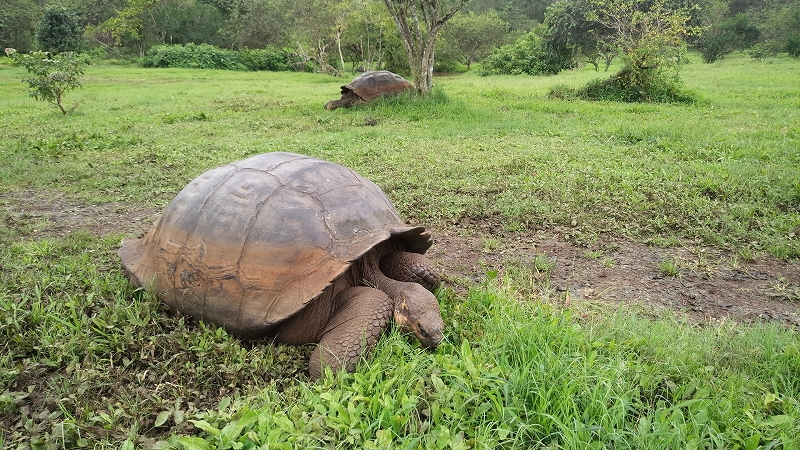 ガラパゴスの森をまもるための植林にご協力ください