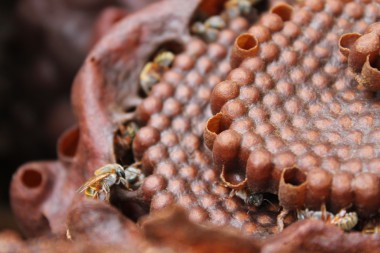 守り継がれるマヤ文化 養蜂を活かした自然保護 ―コスメル