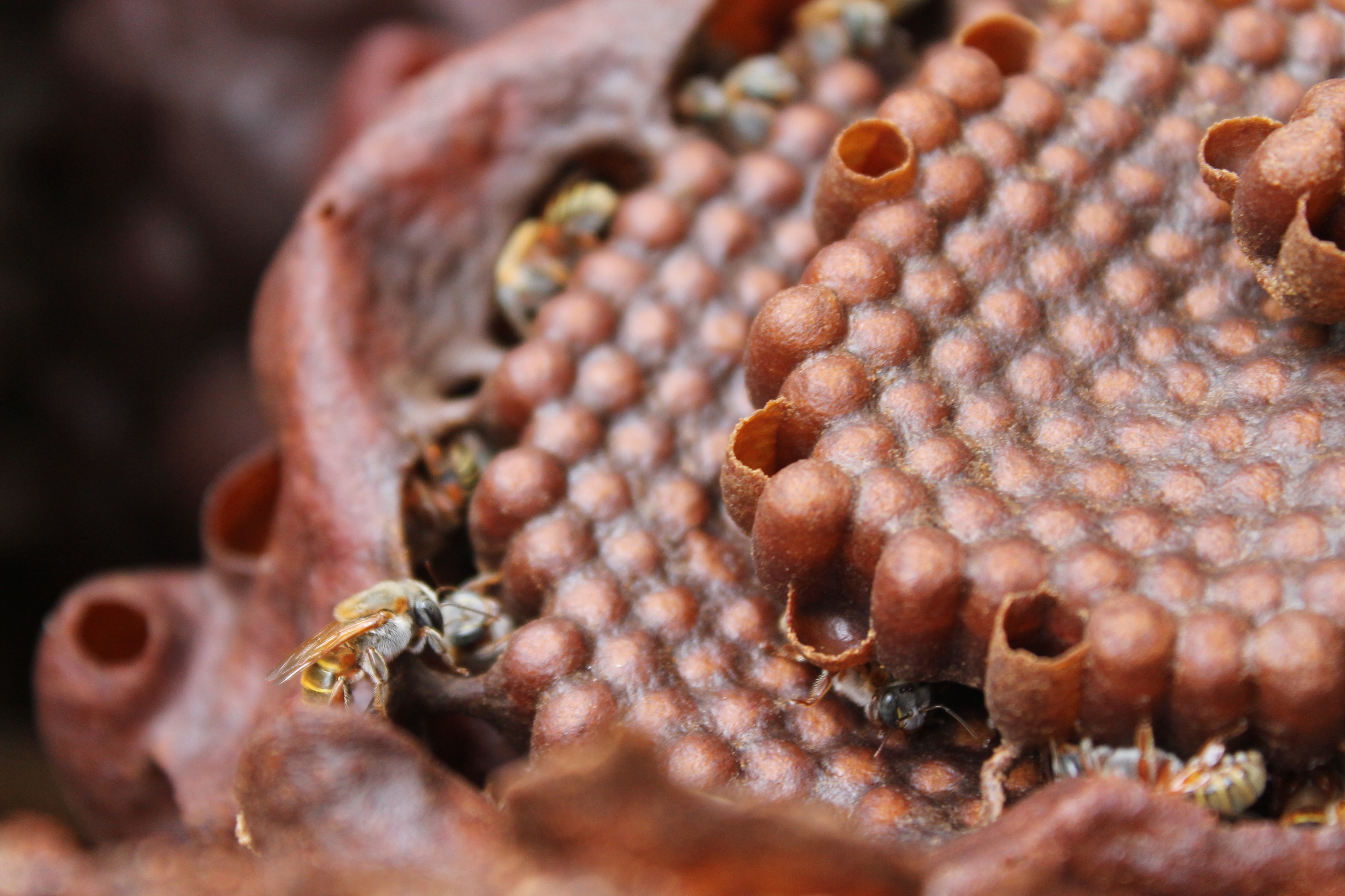 守り継がれるマヤ文化　養蜂を活かした自然保護　―コスメル