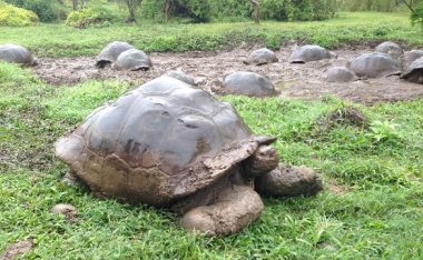 第95回ピースボートで「ガラパゴスの森再生プロジェクト」植林ツアーを実施しました