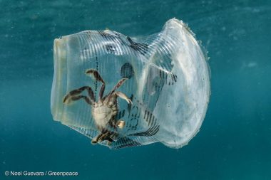 8/14【東京】使い捨てプラスチックの行く末〜海がプラスチックで満たされる前に〜