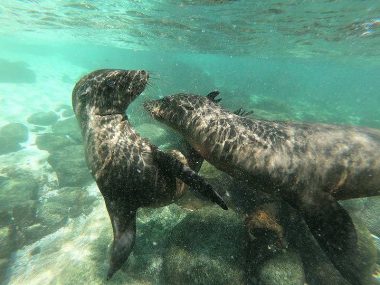 第101回ピースボートで「ガラパゴスの森再生プロジェクト」植林ツアーを実施しました