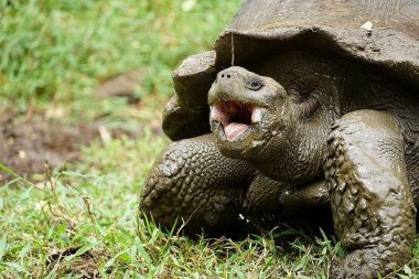 6/16,18【オンライン勉強会】ガラパゴスで植林!~森の再生をめざして~