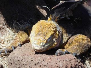 第101回ピースボートで「ガラパゴスの森再生プロジェクト」植林ツアーを実施しました