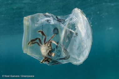 問題 海洋 プラスチック 海洋プラスチックごみ問題とは？日本や海外の取り組み、私たちができることを解説