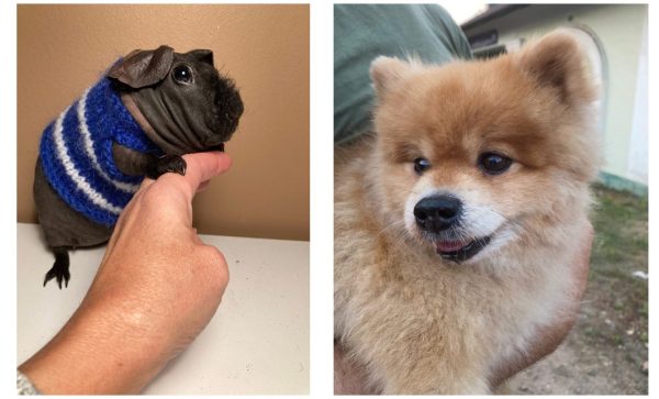 船上からのウクライナ支援 ～ウクライナ平和アクション＆チャリティー・オークション～