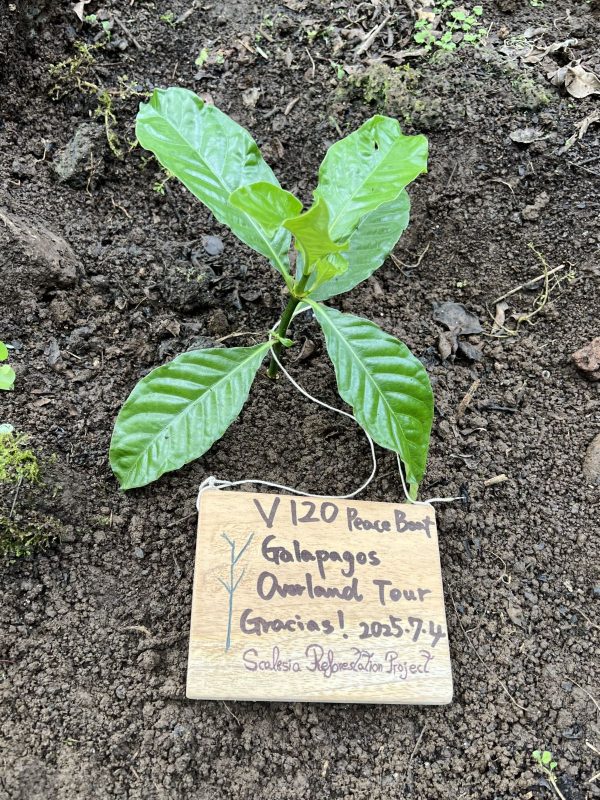 Voyage120で「ガラパゴスの森再生プロジェクト」植林ツアーを実施しました