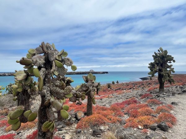 Voyage121で「ガラパゴスの森再生プロジェクト」植林ツアーを実施しました