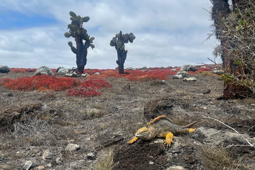 Voyage121で「ガラパゴスの森再生プロジェクト」植林ツアーを実施しました