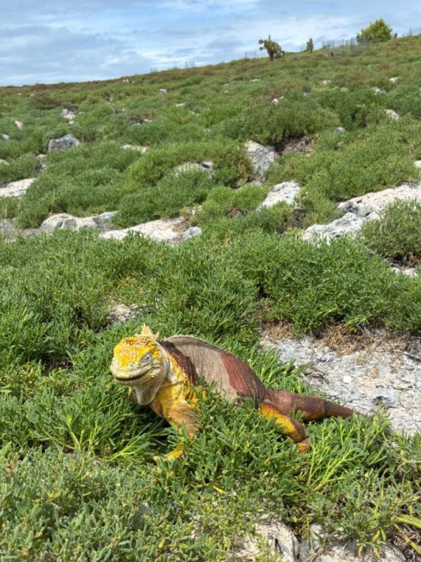 Voyage123で「ガラパゴスの森再生プロジェクト」植林ツアーを実施しました