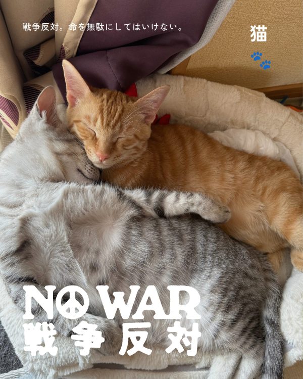 猫🐾